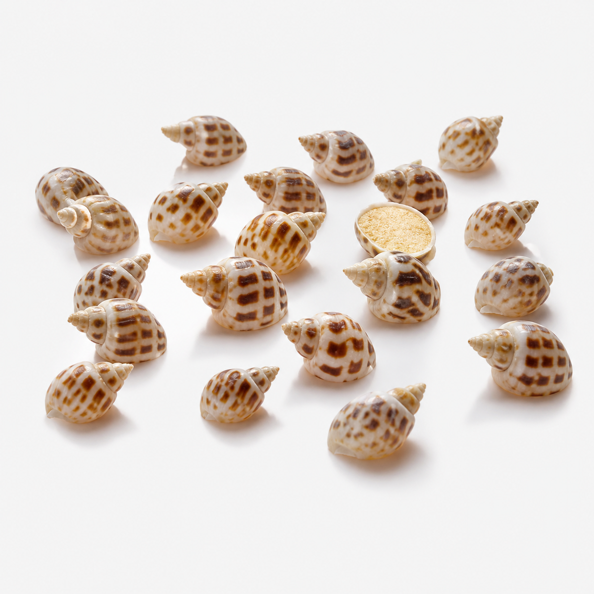 Coquillages Aquarium