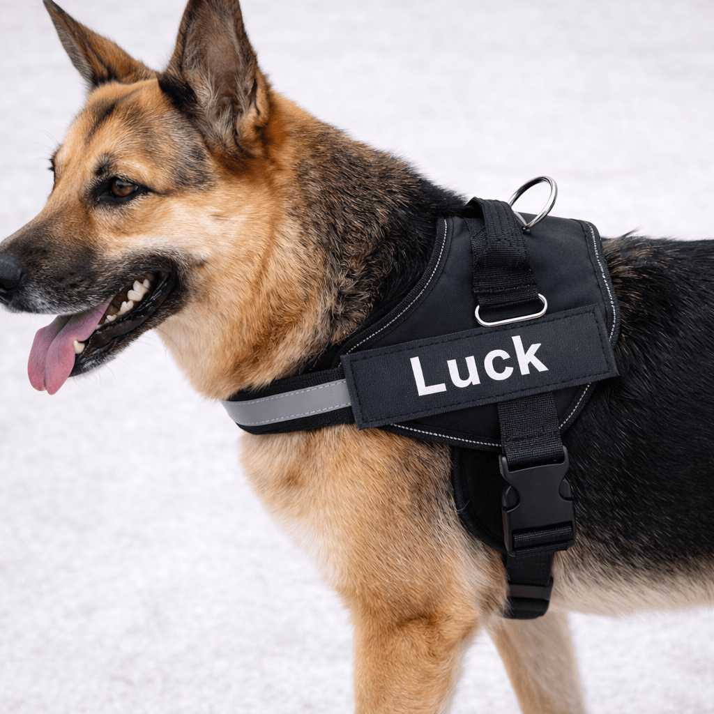 Harnais Anti Traction Chien