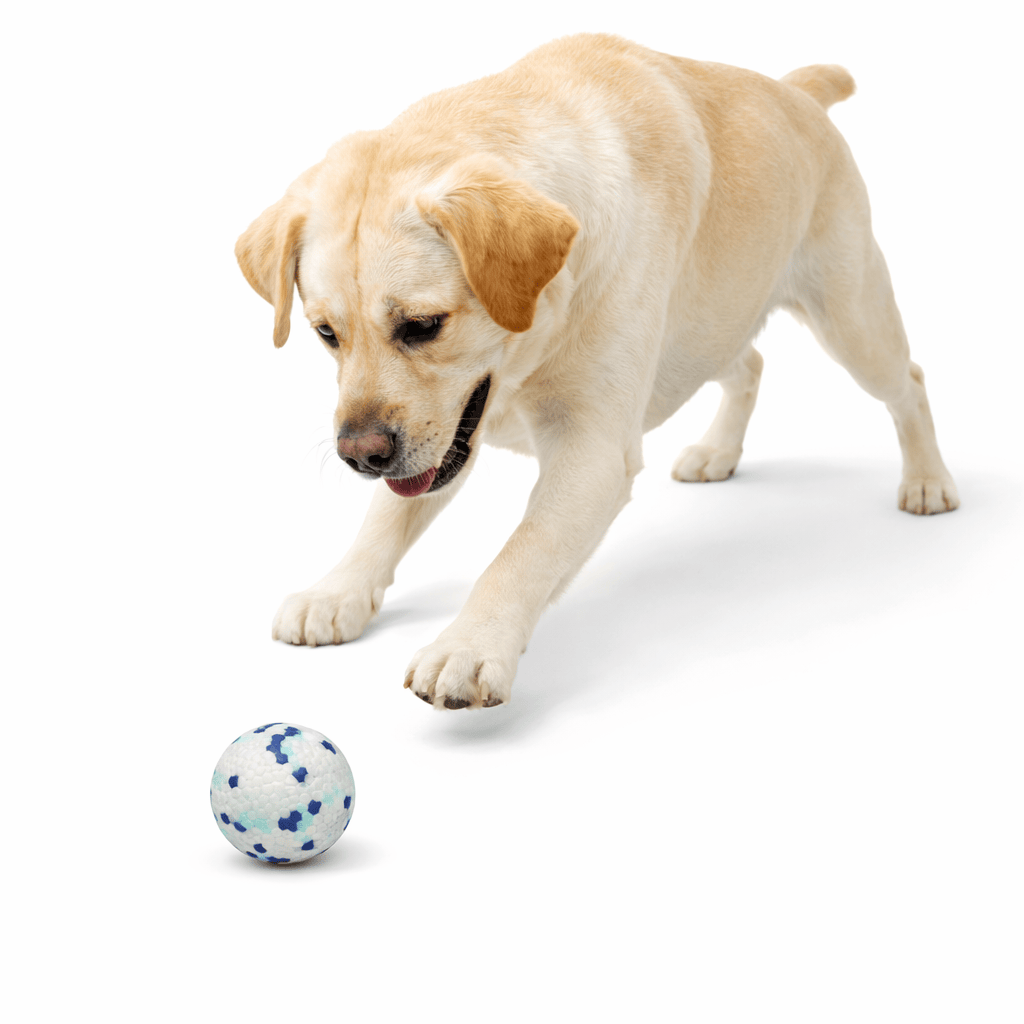 Balle Indestructible Chien