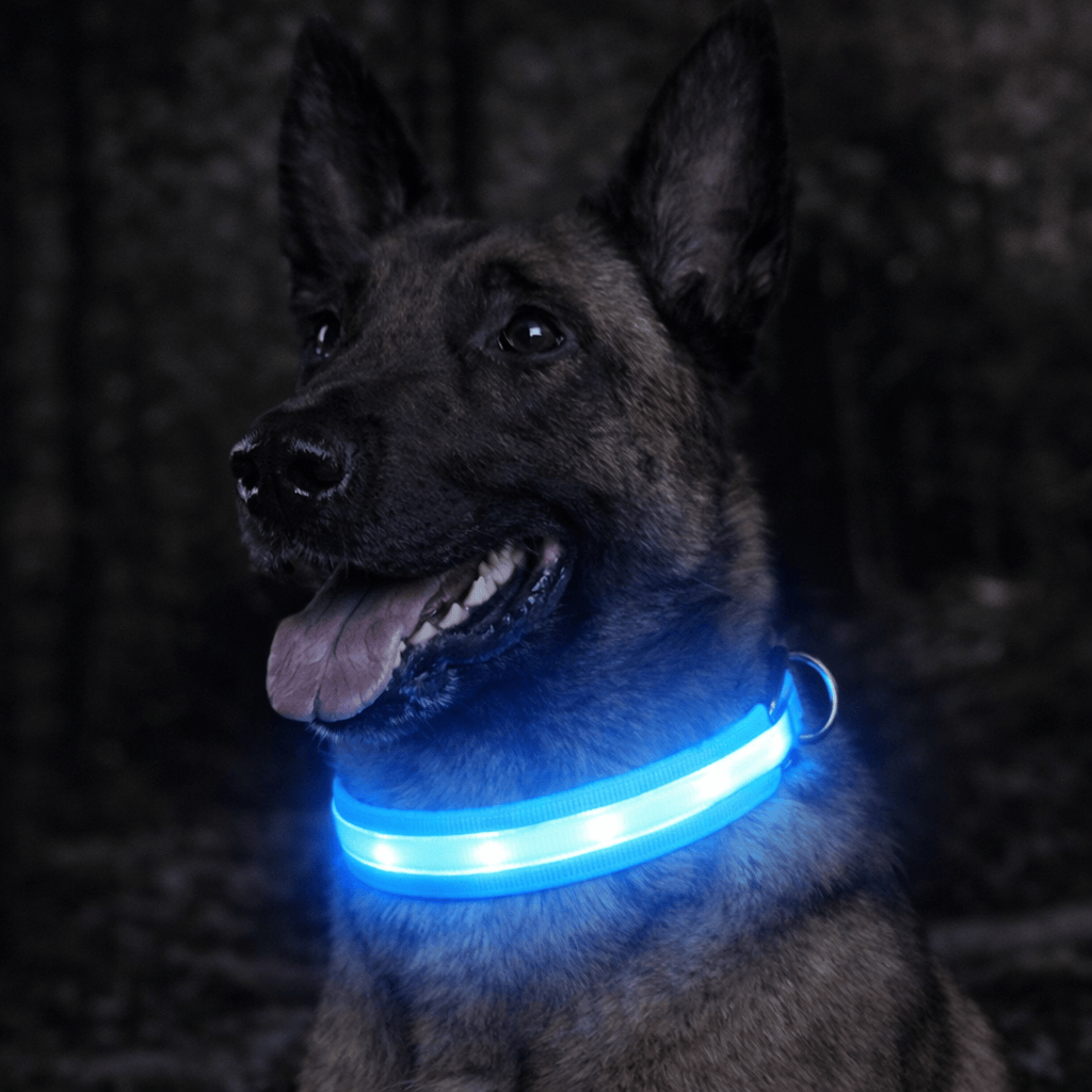 Collier Lumineux LED Chien