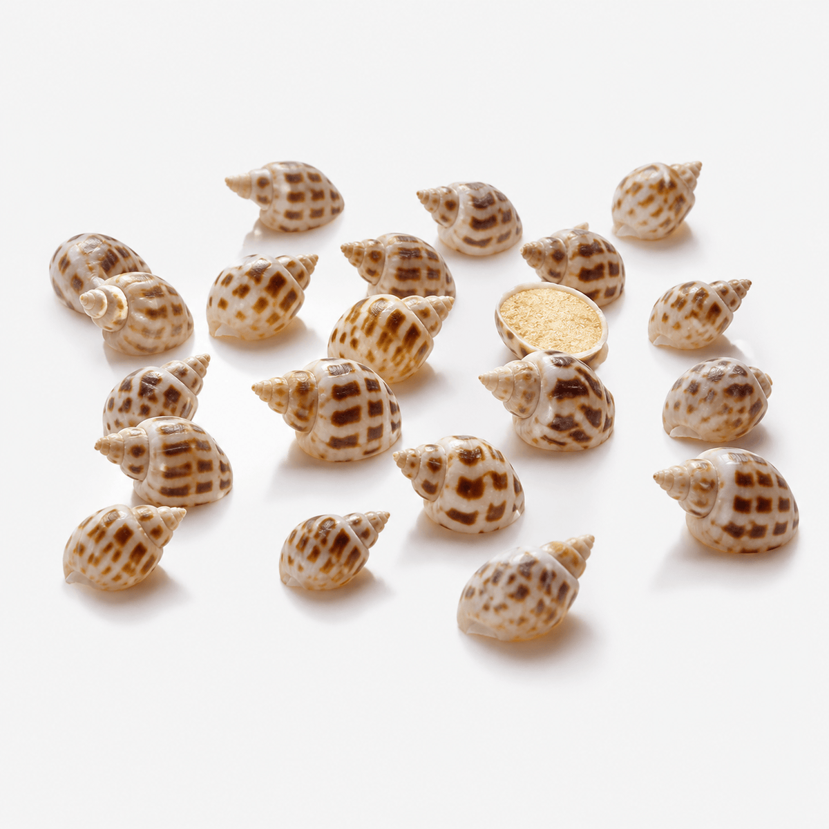 Coquillages Aquarium