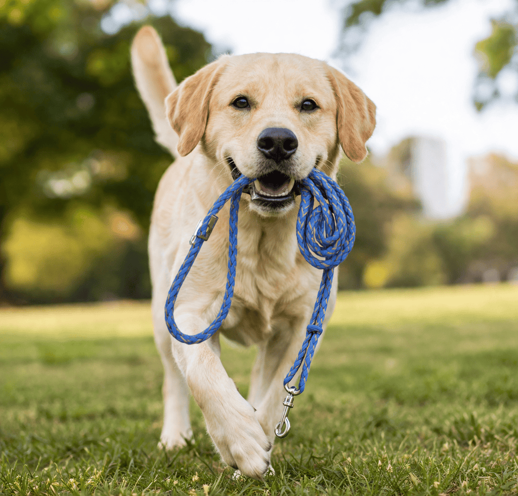 Corde à Nœuds Chien