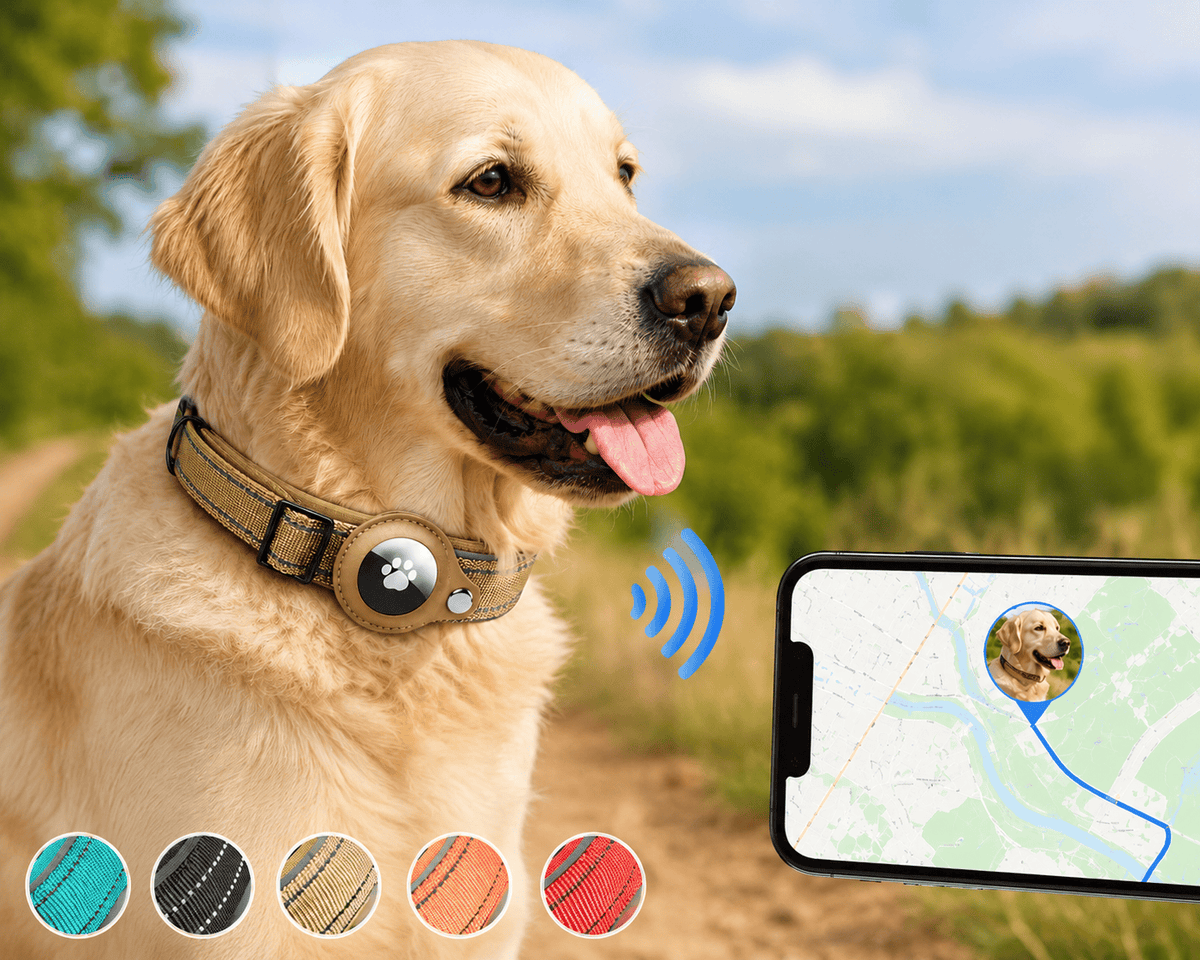 Collier Chien Air-Tag