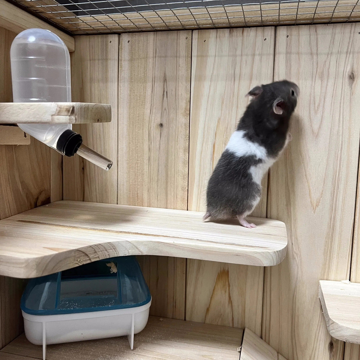 Cage Hamster Étage