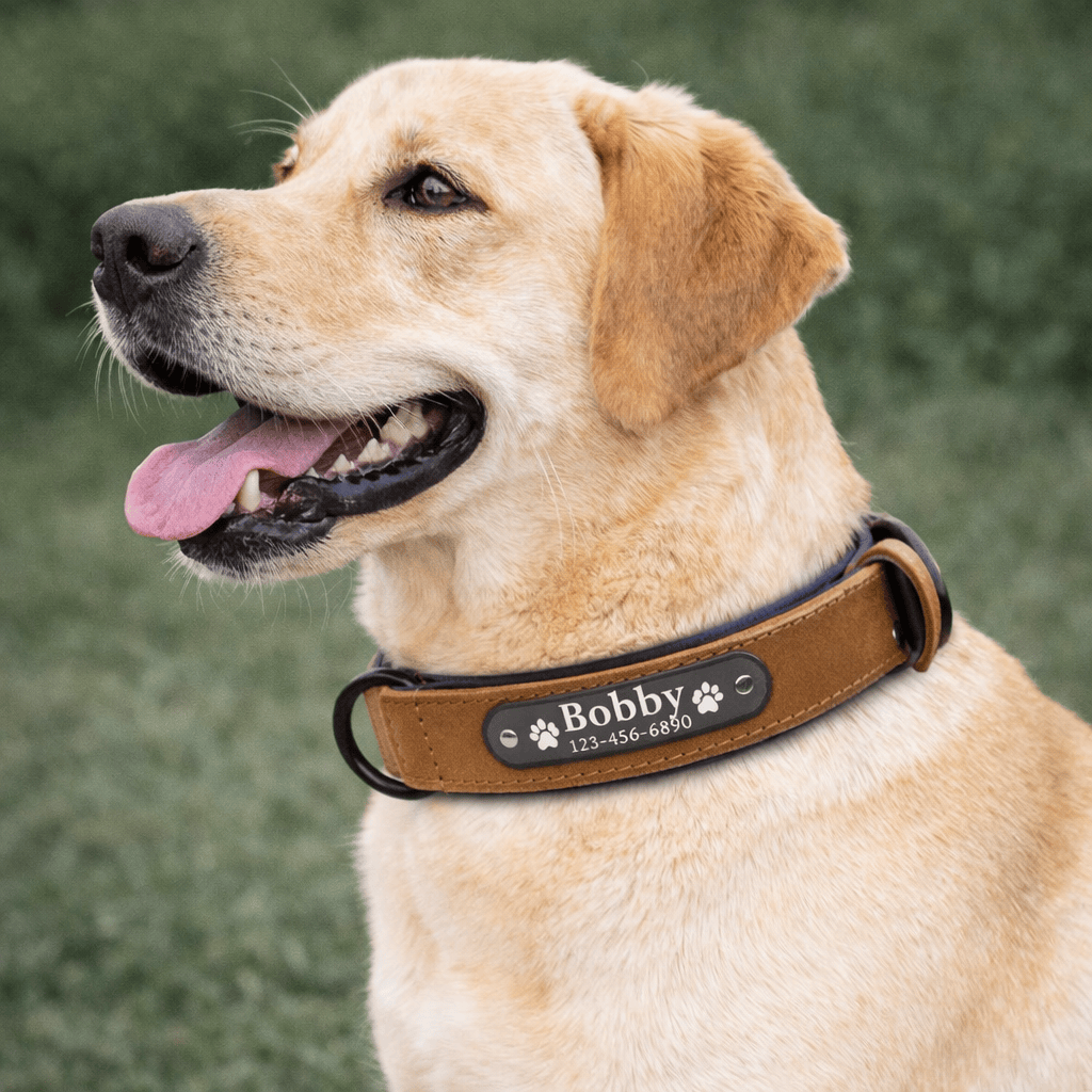 Collier Cuir Personnalisé Chien