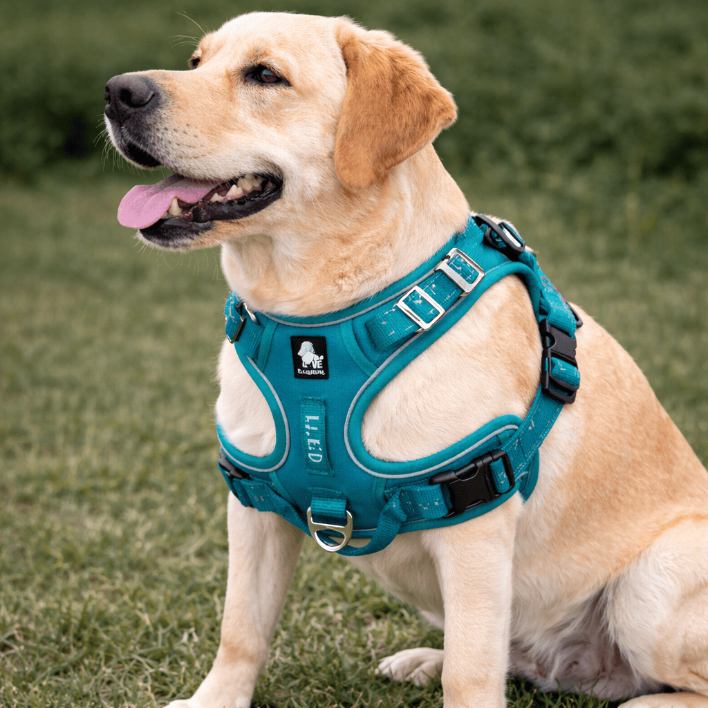 Collier GPS Chien