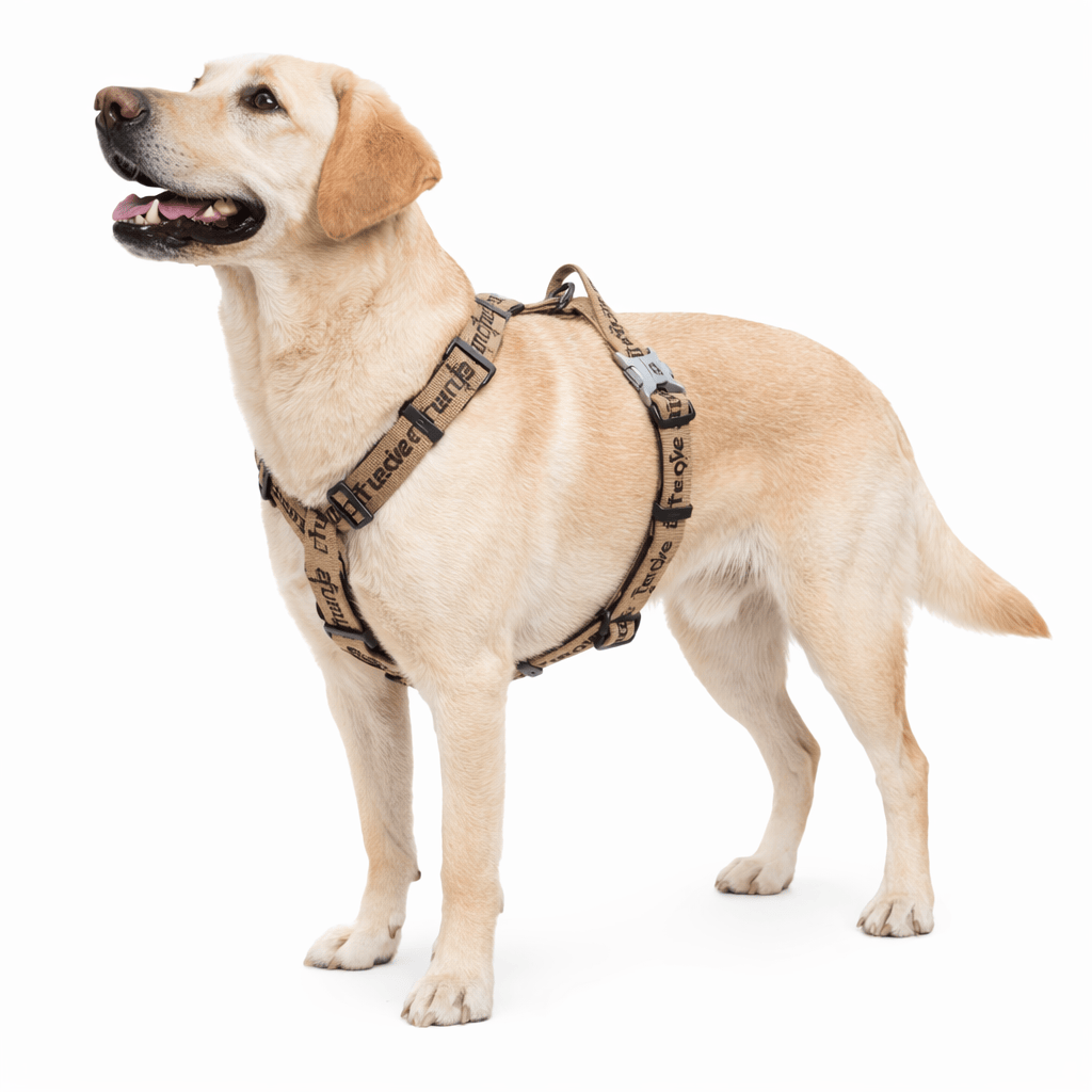 Harnais de Sécurité Voiture Chien