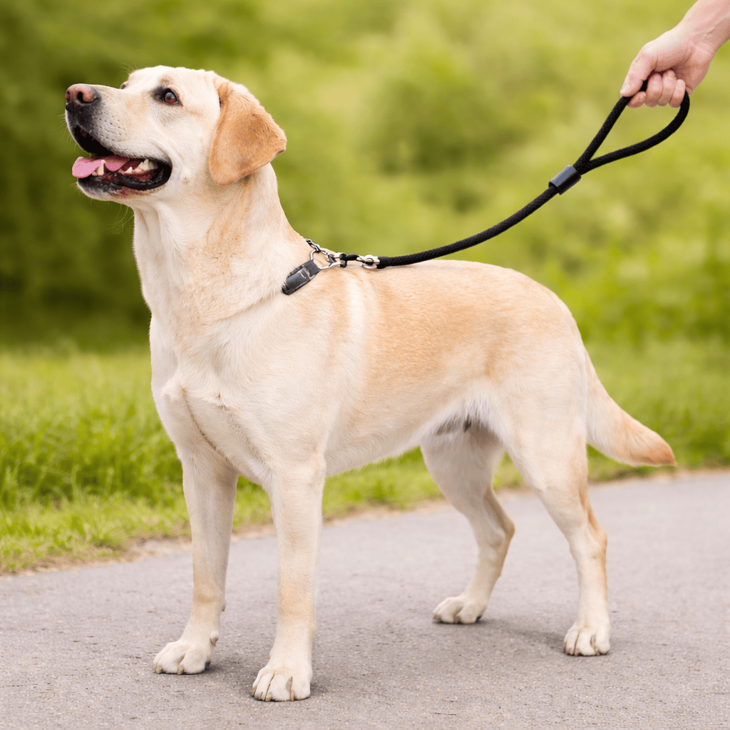 Laisse Corde Escalade Chien