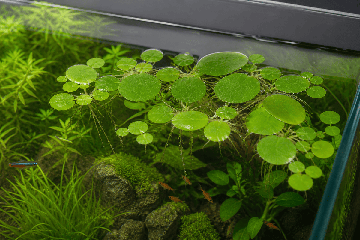 Plantes Flottantes Aquarium