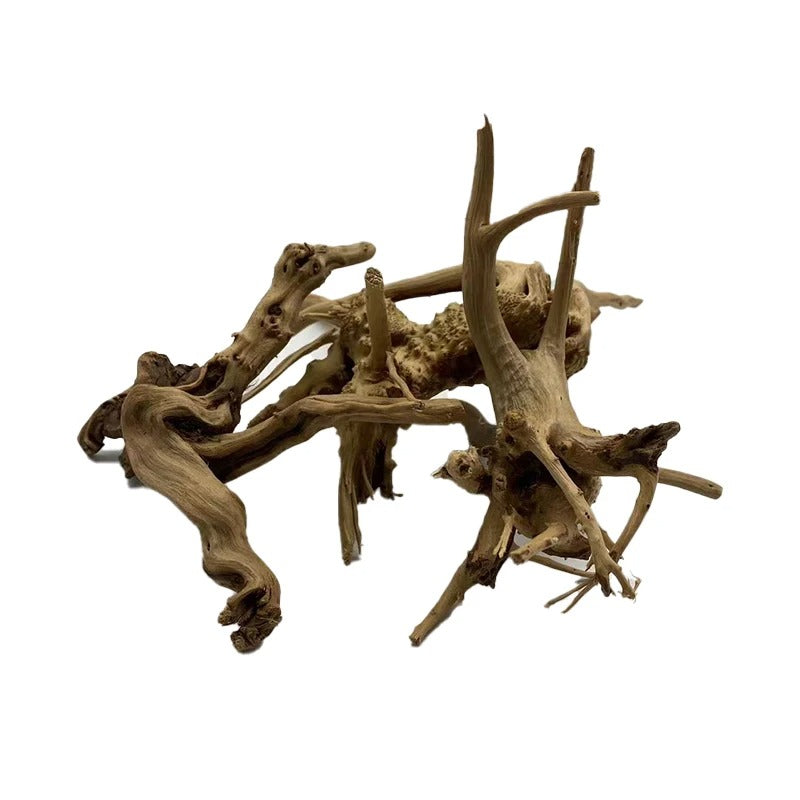 Bois Flotté Terrarium-Animalia Boutique