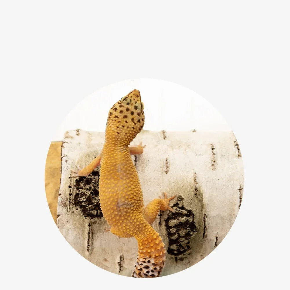 Caverne Reptile Humidité-Animalia Boutique