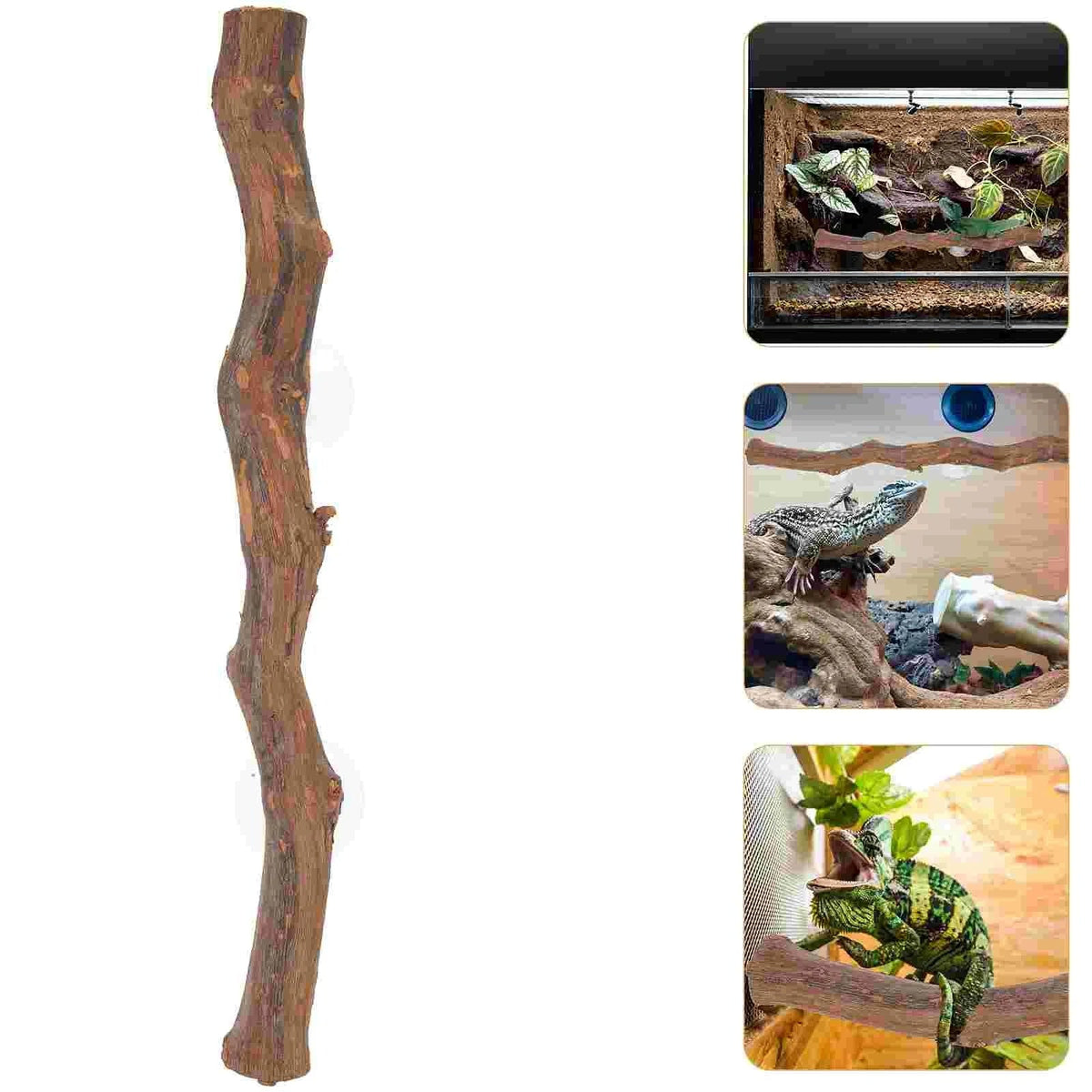 Décor Bois Exotique Reptile-Animalia Boutique